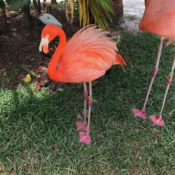 Meet your Posher, Mickey - Picture 1 of 1